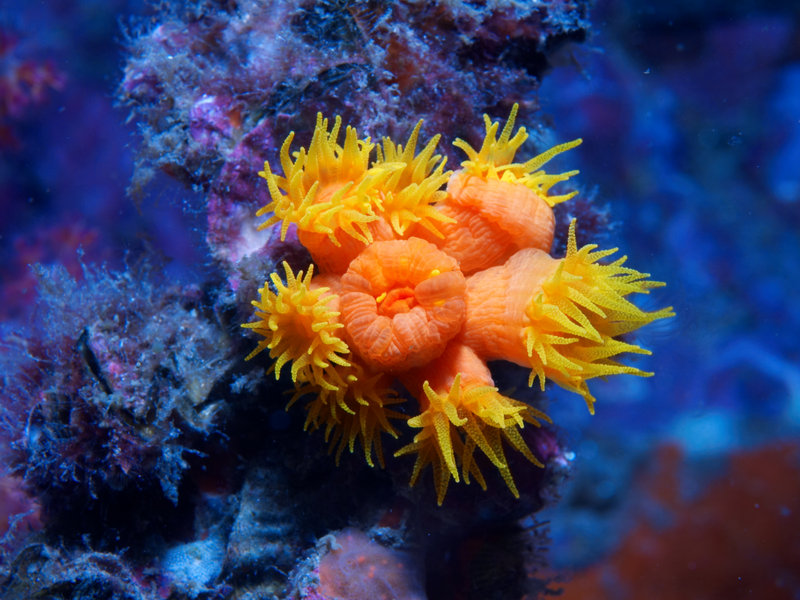 Polyp, Photoshopped
